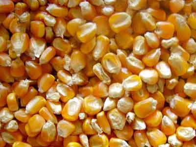 Maize